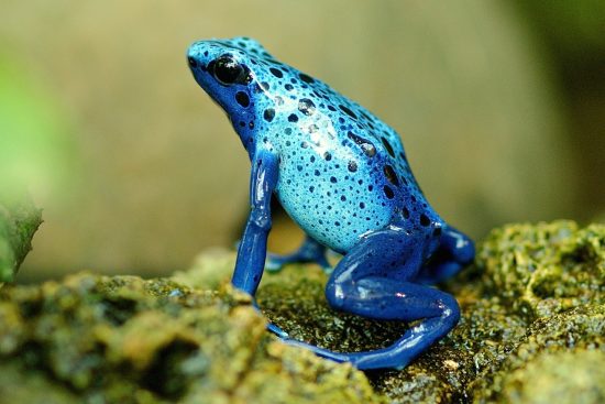découvrez l'univers fascinant des terrariums, des écosystèmes miniatures qui allient art et nature. apprenez à créer et entretenir votre propre terrarium, une décoration originale qui embellit votre intérieur tout en apportant une touche de verdure.