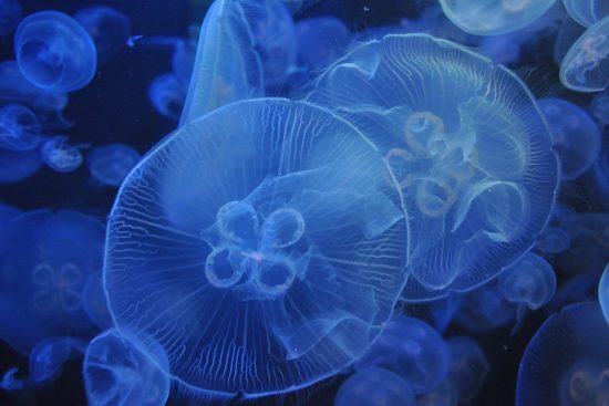 découvrez l'aquarium intégré parfait pour sublimer votre intérieur. alliant esthétique et fonctionnalité, cet aquarium propose un écosystème aquatique harmonieux, facile à entretenir et idéal pour les passionnés de la vie marine. transformez votre espace de vie en un véritable havre de paix aquatique.