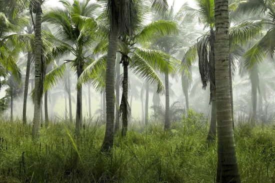 découvrez l'univers vibrant des tropiques : des paysages luxuriants, une faune et une flore exceptionnelles, ainsi qu'une culture riche et colorée. partez à l'aventure dans un monde où le soleil brille toute l'année et où chaque jour est une célébration de la nature.