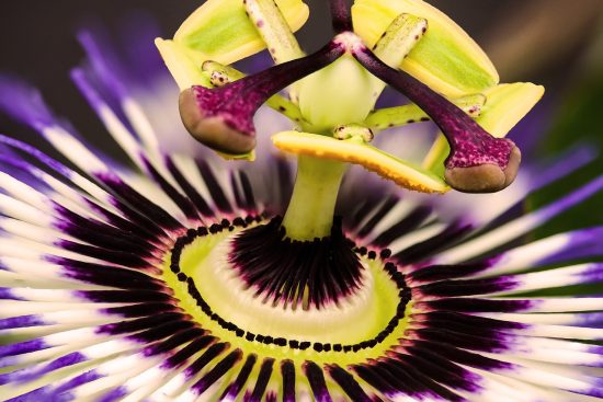 transformez votre espace avec un décor exotique captivant. découvrez des éléments inspirés des cultures du monde entier, des motifs vibrants aux matériaux naturels, et créez une ambiance chaleureuse et unique chez vous.