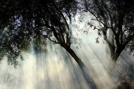 découvrez l'essence apaisante de la nature avec notre ambiance serene. plongez dans un univers où chaque élément naturel crée une atmosphère harmonieuse, idéale pour se ressourcer et se reconnecter avec soi-même.