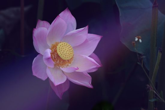 découvrez la sérénité et l'harmonie intérieure avec notre guide sur le zen. explorez des techniques de méditation, des conseils de bien-être et des philosophies qui vous aideront à cultiver la paix et la pleine conscience dans votre vie quotidienne.