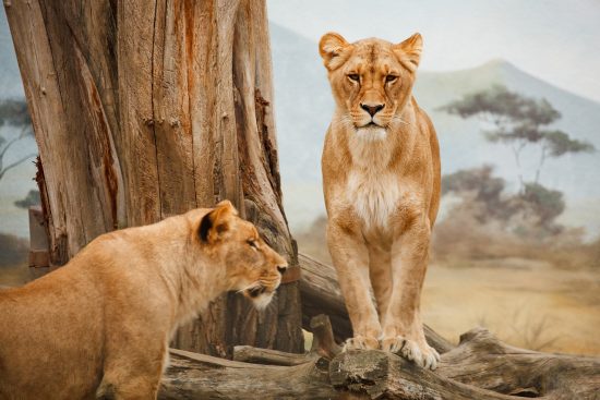 découvrez l'essence du safari style avec des conseils sur la mode, les accessoires et les tendances qui allient confort et élégance. plongez dans un univers d'aventures exotiques et de looks inspirants pour un quotidien stylé.