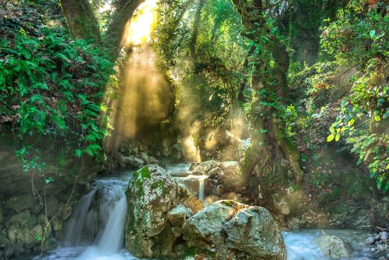 découvrez comment apporter une touche exotique à votre intérieur avec notre sélection de décorations inspirées de la jungle. transformez votre espace en un havre de paix verdoyant avec des motifs tropicaux, des plantes luxuriantes et des éléments décoratifs uniques.