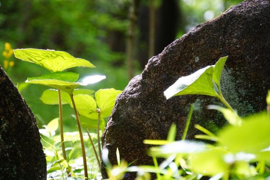 découvrez le concept de wabi-sabi, une philosophie japonaise célébrant la beauté des imperfections et l'authenticité des objets. plongez dans cet art de vivre qui valorise la simplicité, la nature et la fugacité, et apprenez à apprécier la vie sous un nouvel angle.
