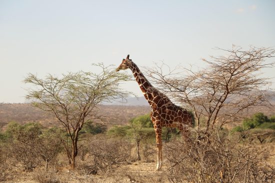 découvrez la savane, un écosystème fascinant caracterisé par ses vastes étendues herbeuses, sa faune diversifiée et sa flore unique. explorez son charme sauvage et les incroyables adaptations des animaux qui y vivent, tout en apprenant sur l'importance de la conservation de ce précieux environnement.