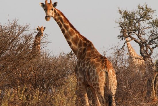 découvrez l'élégance et l'aventure du style safari, une tendance intemporelle qui allie confort, fonctionnalité et charme. explorez des looks inspirés par la nature avec des vêtements et accessoires qui capturent l'esprit des grands espaces tout en restant chic au quotidien.