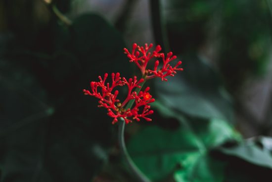 découvrez l'élégance et la fraîcheur du style tropical, une tendance qui évoque la nature luxuriante et les couleurs vives des îles. transformez votre intérieur en un oasis de sérénité avec des motifs exotiques, des plantes tropicales et une palette de couleurs inspirée des paysages tropicaux.