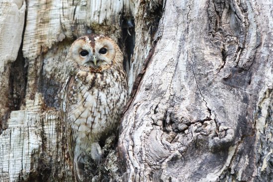 découvrez l'univers fascinant du camouflage, une technique essentielle pour se fondre dans l'environnement. explorez son utilisation en nature, en mode et dans les stratégies militaires, ainsi que son impact culturel à travers les âges.